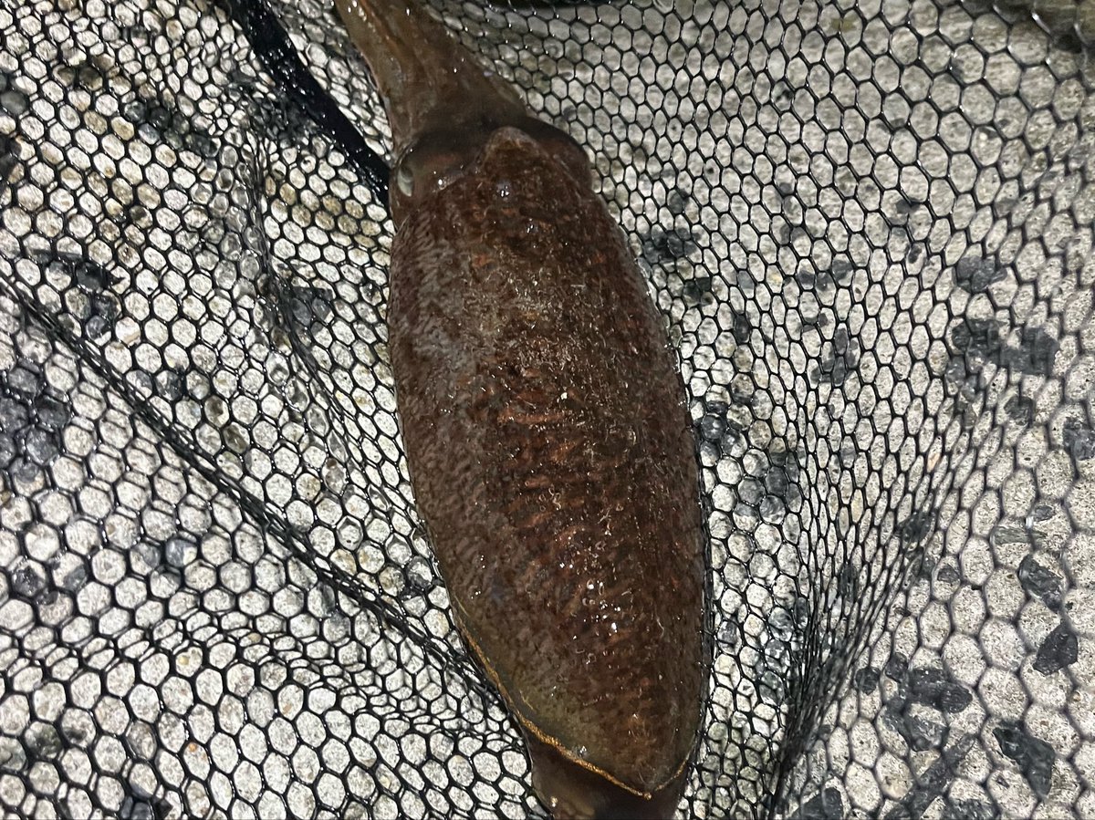 fuuru0101's tweet photo. 今日は夕方からサーフ入ったものの、ゴミが多く断念😭
気晴らしにナイトエギングに！
久しぶりにコウイカとシリヤケイカ(σ´∀`)σｹﾞｯﾂ!!
アオリイカは今年も渋いですな😭 https://t.co/bfcEb5OXzQ