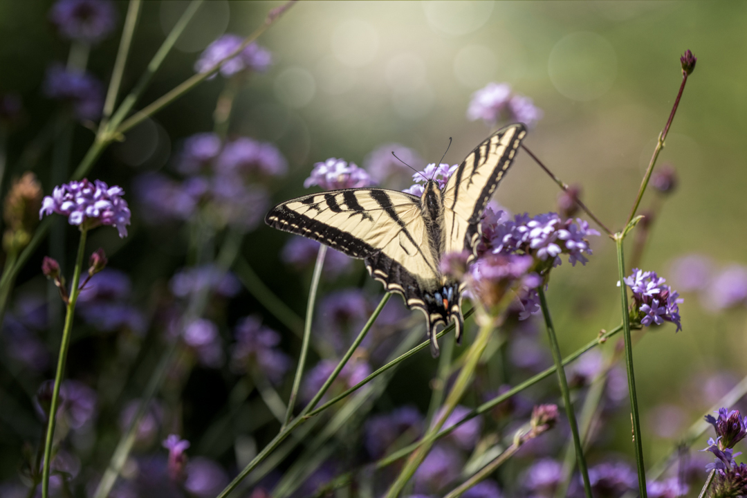Tina Quillen Photography tweet media