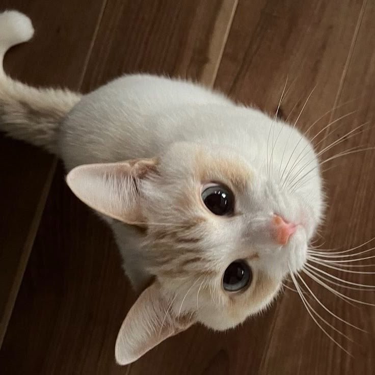 🐈⬛ tweet media