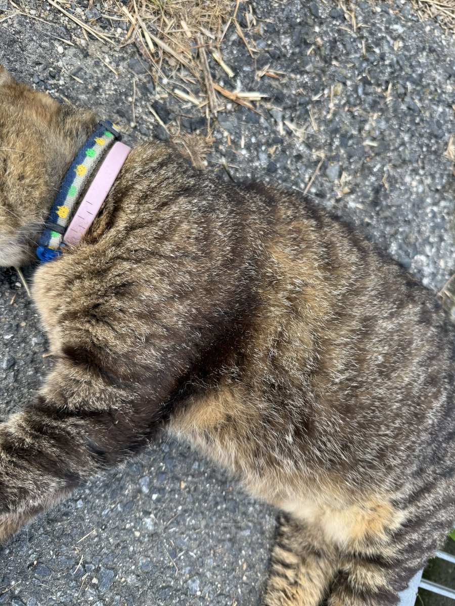 haay12119's tweet photo. 首輪を着けたキジトラちゃんが、家の前で亡くなっていました。飼い主さんが探されていたらと思い投稿しました！我が家の近くの山に埋葬させて頂きました🥺お心当たりの方はご連絡下さい🙇‍♀️
 #山口県  #光市虹ケ丘  #迷い猫  #迷子猫
 #キジトラ  #猫探してます   #飼主探してます https://t.co/w1Ip9jDlnj