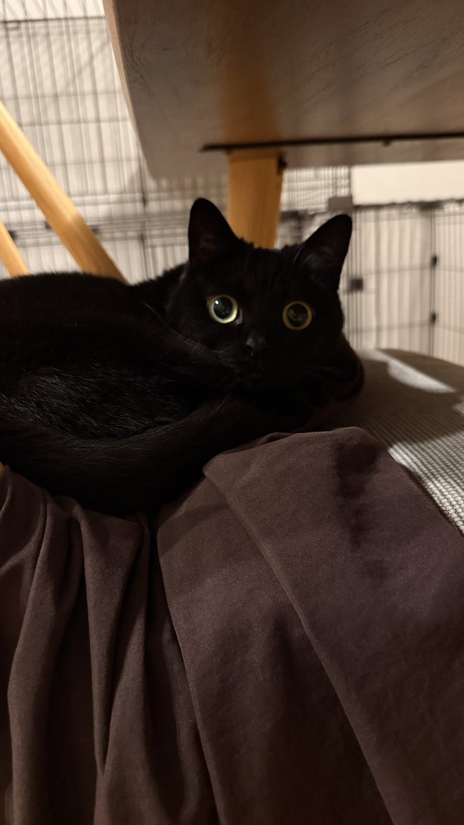 かわいい黒猫ハーブ🌿 (@herb_the_cat) / Posts / X