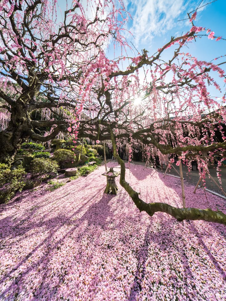 Tokyo Japan 🇯🇵 tweet media