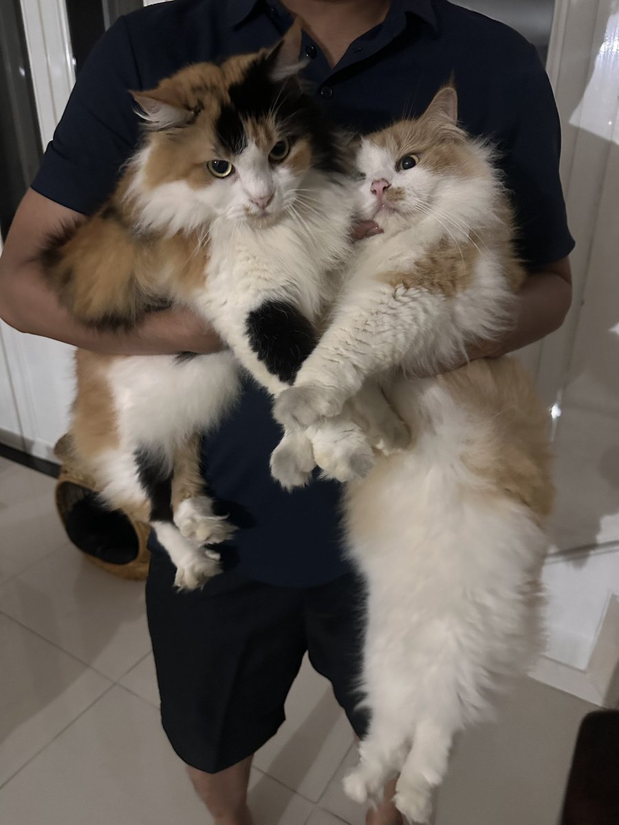 halo aku kucing tweet media