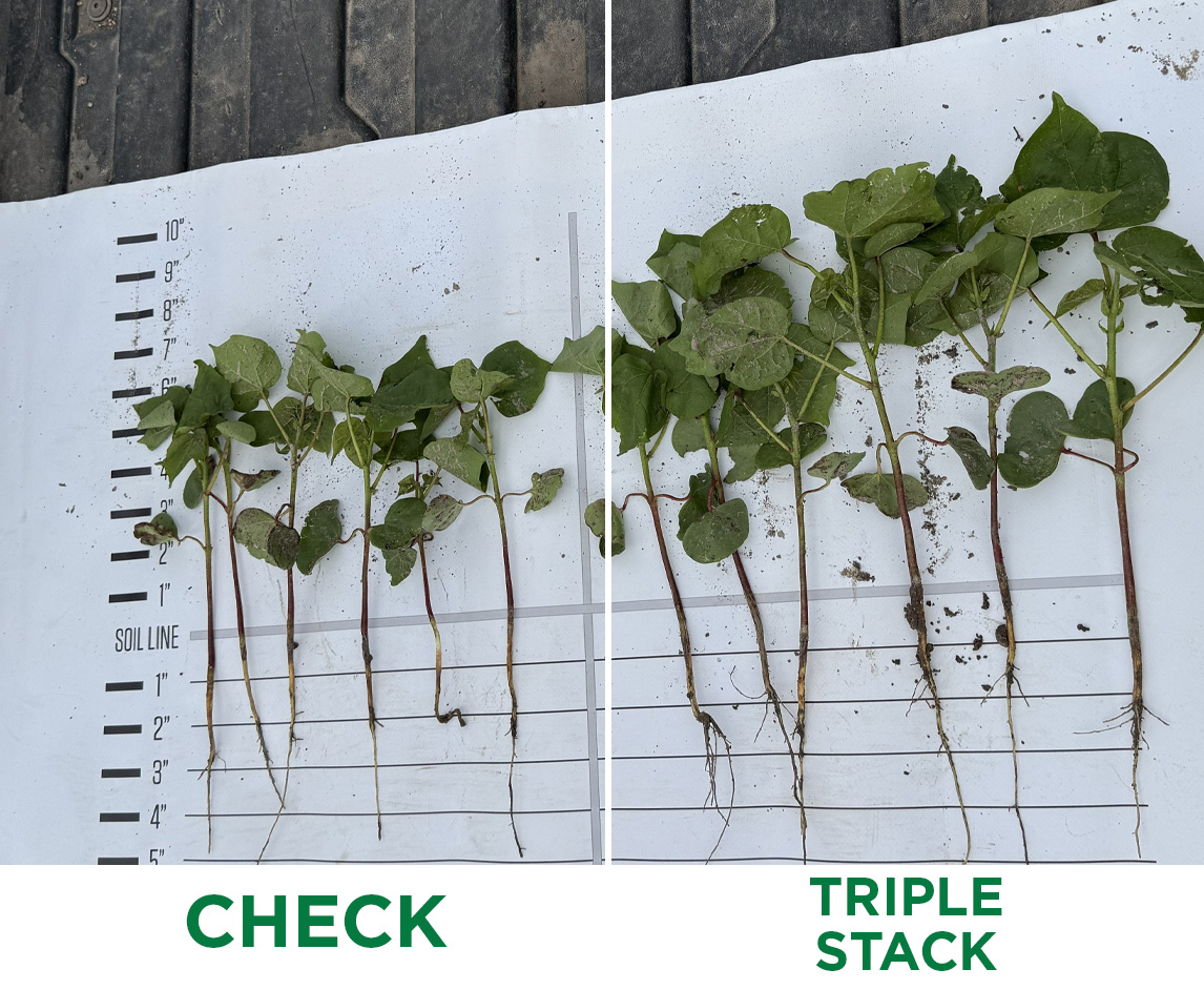 StreamlineAgLLC's tweet photo. This seedling cotton in Beasley TX is proving the performance of Streamline Ag’s triple stack of bio-stimulant, bio-insecticide and bio-fungicide. Treated cotton is less impacted by cotton aphid with lower signs of Rhizoctonia disease. #RowsThatReturn https://t.co/qC7gwBBE1T