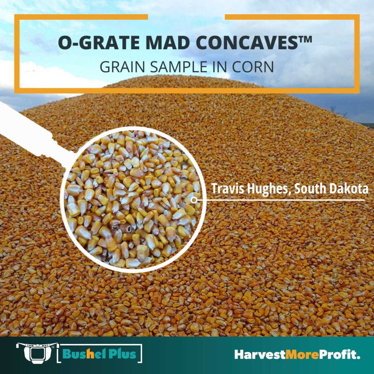 BushelPlus's tweet photo. A clean sample courtesy of our O-Grate MAD Concaves 🌽

Bring these same results to your farm this harvest: https://t.co/40NYyR3yzU https://t.co/7TPOzCuz5R