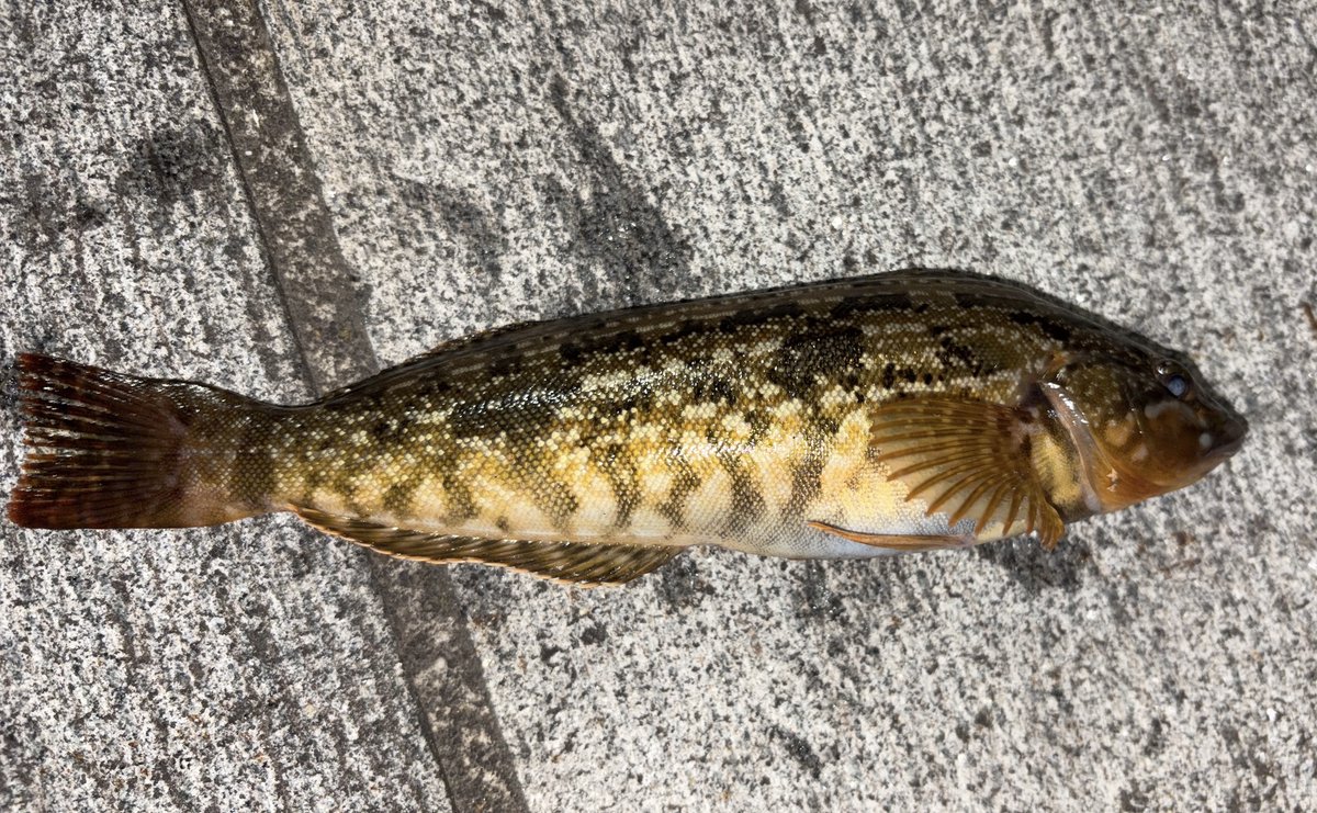AriakeShiroo's tweet photo. 5/24(日)
8日ぶりの釣りは妻のお出かけの運転手で横浜。
待ち時間にZHP。
こ、これは！
アイナメだ！
ガッシーも追加！
小さめだけどアイナメは嬉しい。
もう東北にしかいないかと思ってました。
その昔、油壺でビール瓶釣ったなあ。
え！もう40年も前か！
ガーン！
#ヘチ釣り #黒鯛 #湾奥釣り https://t.co/uOeMLXJnjl