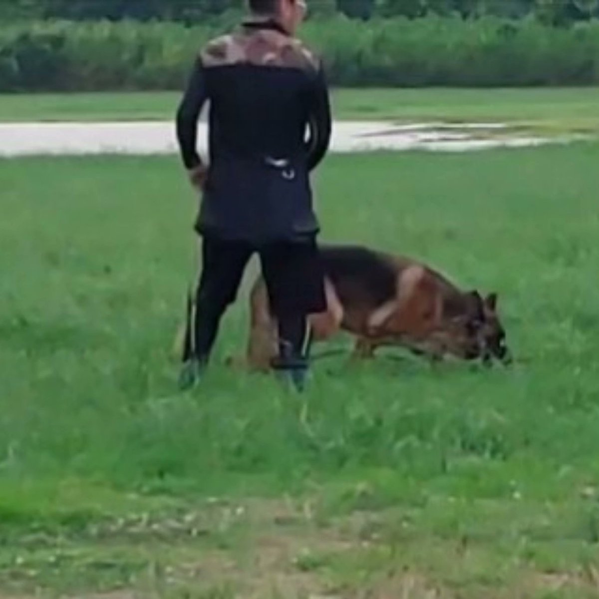 W15416760's tweet photo. アルア8歳。
４年間嘱託警察犬として市民の安全安心を守ってきました。
今年の嘱託警察犬審査会を最後に引退しようと思います。
残りの余生は、一般の御家庭でのびのびと暮らしてほしく譲渡を決めました。
まだまだ甘えん坊ですが希望する方を募集します。
詳細はDMでご連絡します。
#警察犬 https://t.co/rEN7rjiEvD