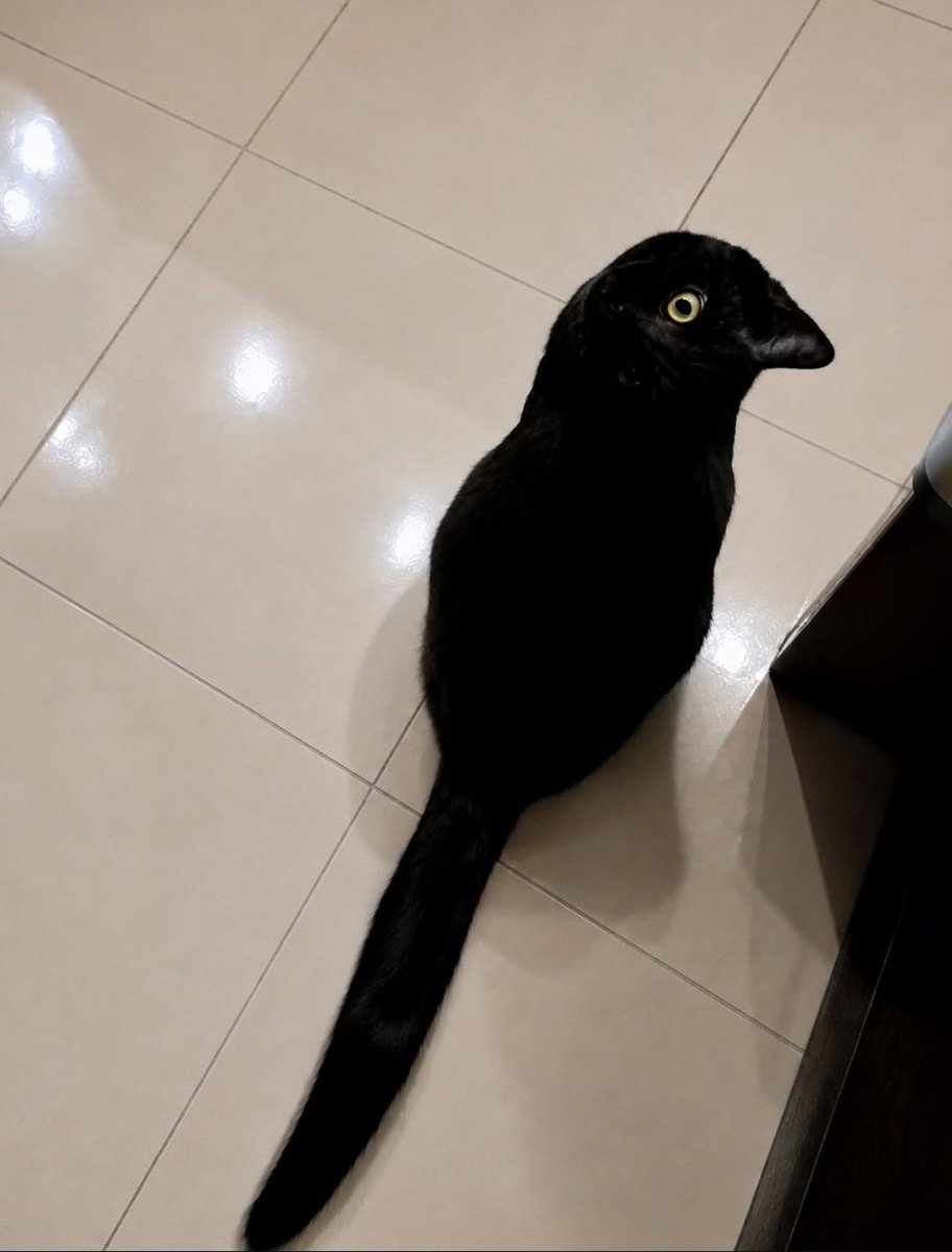 Sameer_one8's tweet photo. It's not a crow
Look closely https://t.co/L6YvgeGKDB