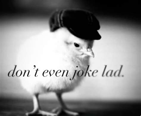 Nikola 🐇🚀 VBunny tweet media