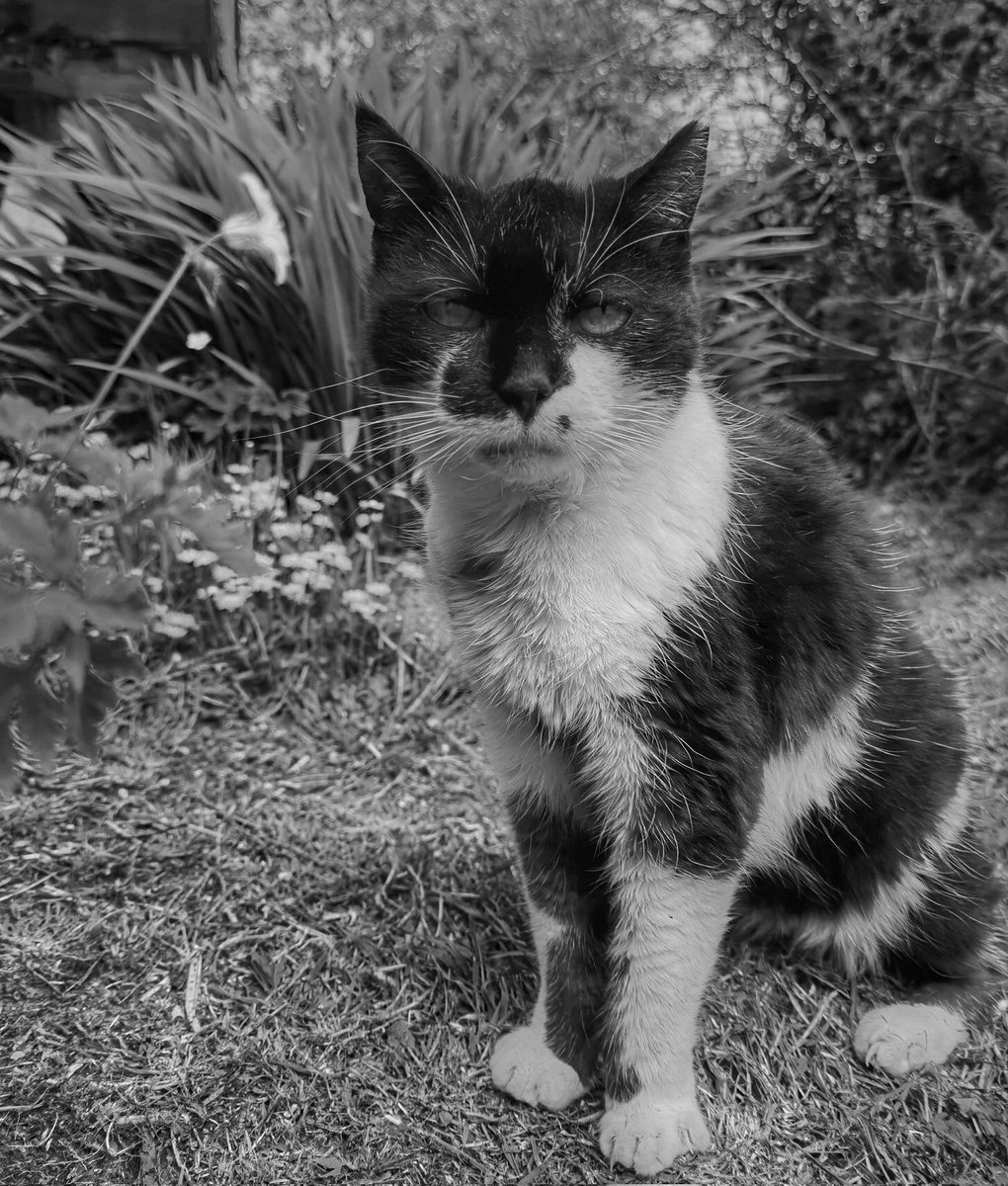 TribeOfMa's tweet photo. @QoyQoyi_Dragon Good Afternoon 🤞 🌄 ☕😽 https://t.co/Ox5eZHmOuC