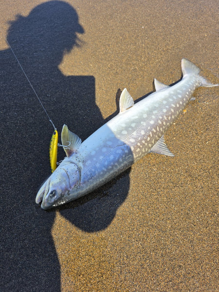 fishing_idiot's tweet photo. デカアメには痺れた！ https://t.co/OcTW7nEfgG
