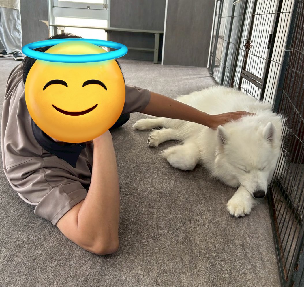 めか人 tweet media