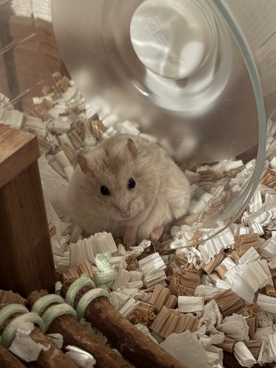 うつ丸🐹 tweet media