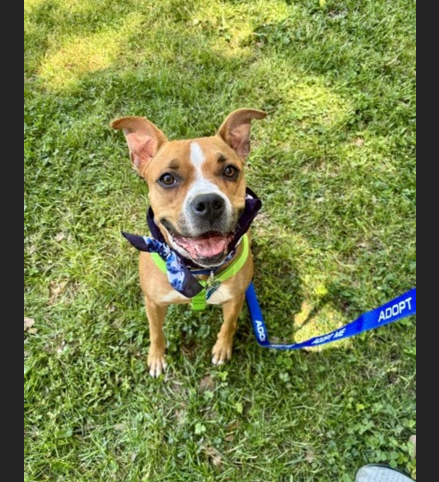 HollywoodDogs's tweet photo. Choose Love, a "sweet and friendly" 2-year-old at a full shelter in #Chamblee, #GA, is in IMMEDIATE need of adoption, a foster home, or rescue https://t.co/9jH5kNL0Vt #URGENT #AdoptableDogofDay 🐶 https://t.co/tnb3PPFyMU