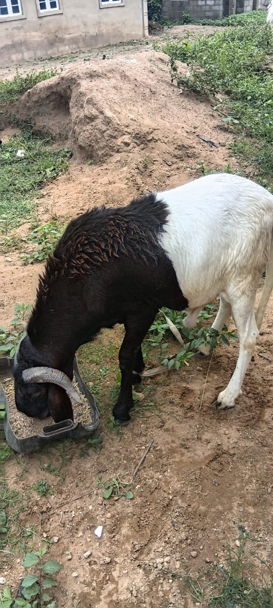 CryptoVicVan's tweet photo. @instablog9ja PREMIUM NEAT QUALITY RAMS EVEN KUNLE CAN AFFORD ARE AVAILABLE 

✅ Big body
✅ Healthy and active
✅ Fine horns
✅ Well-fed
✅ Attention magnet for your compound 😭

Your neighbors go know say celebration land this year 😂🐏

📞 WhatsApp/Call: +234 8151105791 https://t.co/wMILpzm8jL