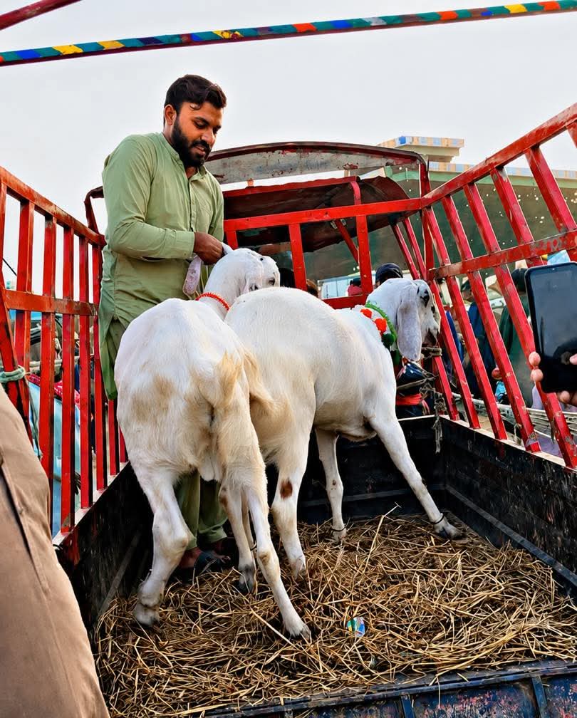 🚨 فیصل آباد: قربانی کے جانور لینے والے حضرات محتاط رہیں عیدالاضحیٰ کے ...