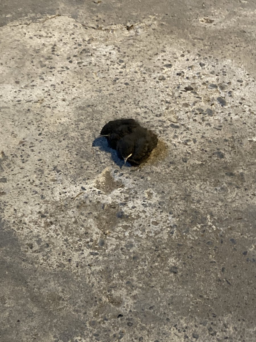 KromskyT's tweet photo. Besoin de conseil ! J’ai deux petit oiseaux qui sont tombé du nid et leur mère qui panique, sûrement parce que je suis là, tout autour. J’aimerais les mettre en sécurité pour pas qu’un chat ou autre les attaque je fais quoi ? https://t.co/NRXGdSzW6m