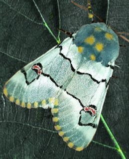 butterfly world 🦋 tweet media