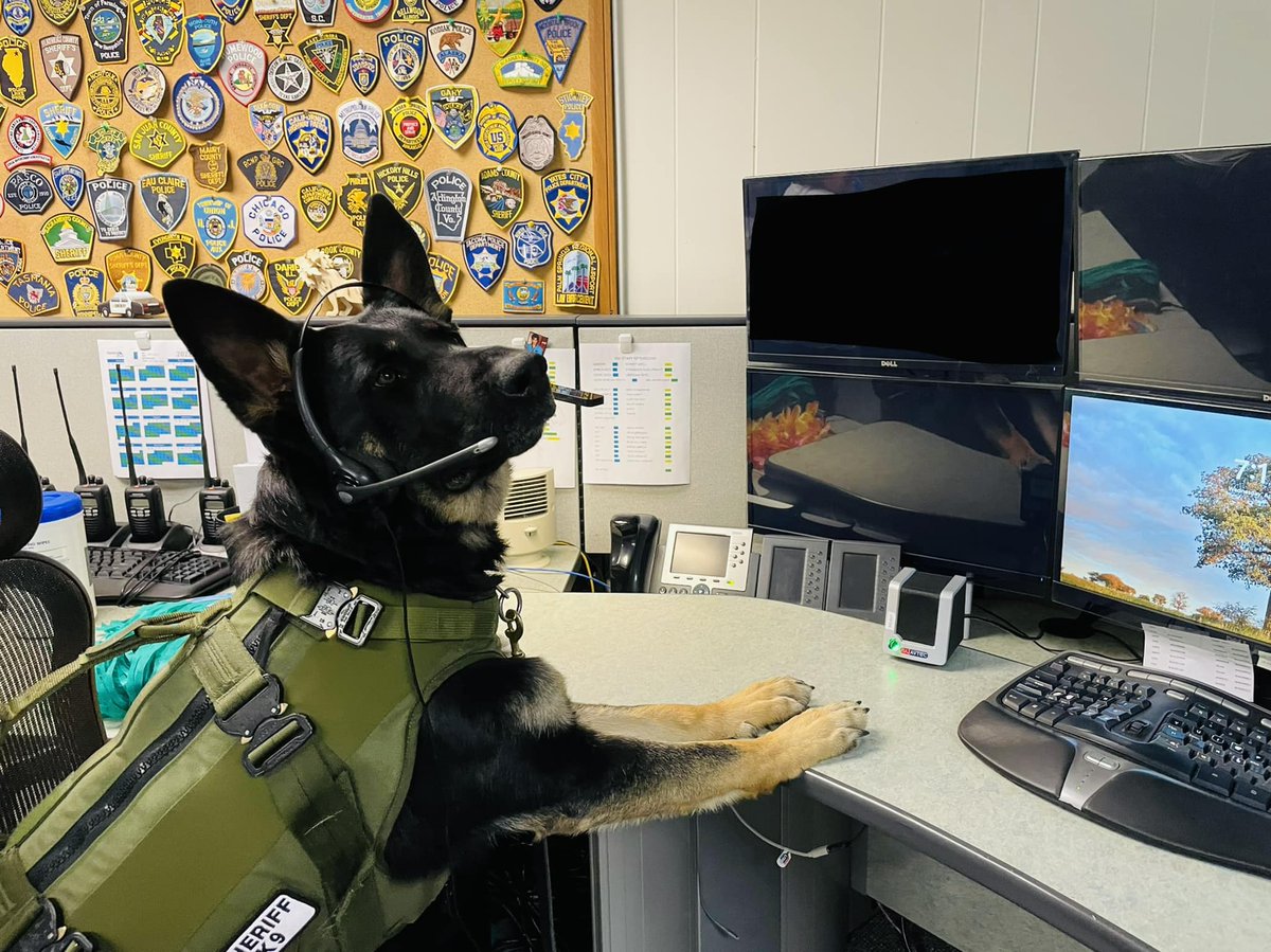 YakimaSheriff's tweet photo. Guess who is 5 years old now? K9 Roo! Enjoy all the scratches and maybe a new toy this birthday!
Handler: Nick Ward
Training: Patrol, apprehension, tracking
Favorite toy: Kong ball
Fun fact: Roo loves to swim in a pool.
#HappyBirthday #K9Life #YakimaSheriff https://t.co/KF1bkdkSNy