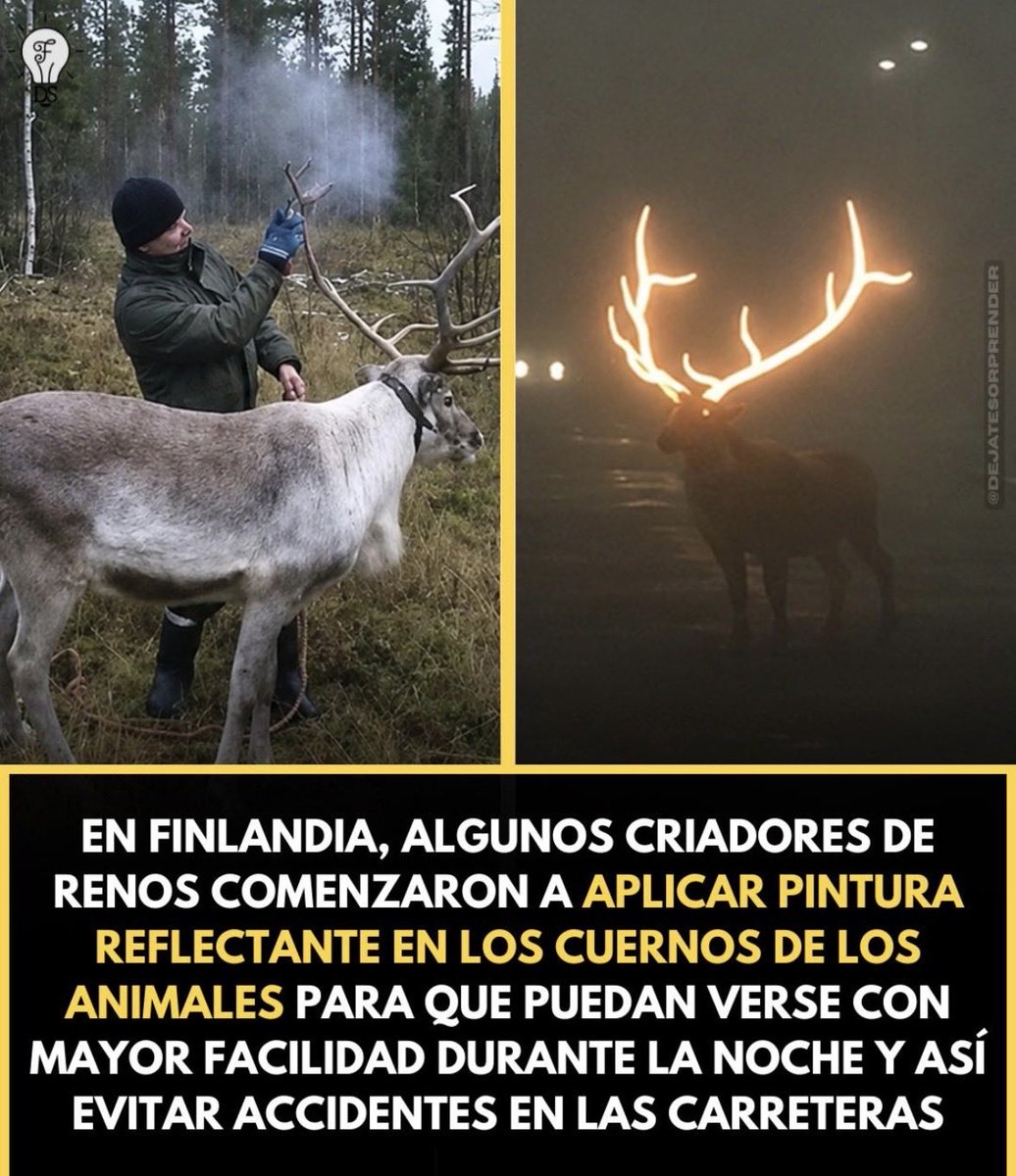 pinupseniorgirl's tweet photo. ¡¡ ESO ES UN BLANCO PERFECTO PARA LOS CAZADORES AHORA LOS MATARAN MÁS FÁCILMENTE .🤬🤬🤬 https://t.co/Trp1fiDuMq