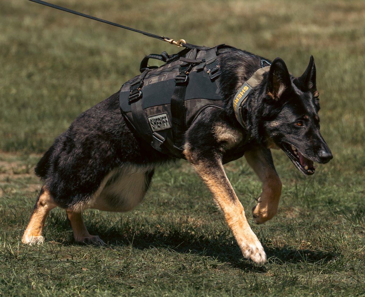 YakimaSheriff's tweet photo. Guess who is 5 years old now? K9 Roo! Enjoy all the scratches and maybe a new toy this birthday!
Handler: Nick Ward
Training: Patrol, apprehension, tracking
Favorite toy: Kong ball
Fun fact: Roo loves to swim in a pool.
#HappyBirthday #K9Life #YakimaSheriff https://t.co/KF1bkdkSNy