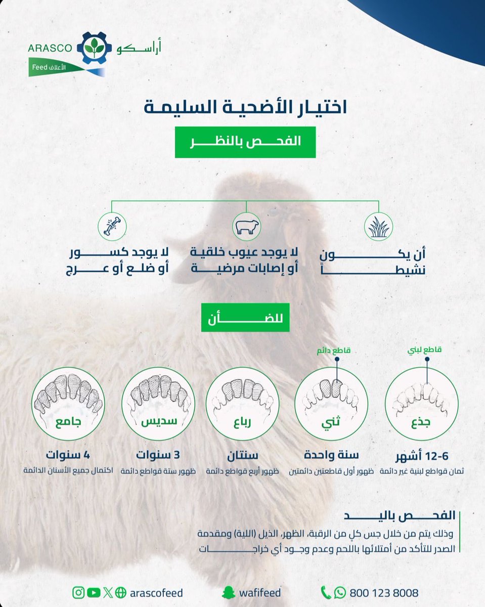 Arascofeed's tweet photo. قبل ما تشتري أضحيتك.. اعرف كيف تفحصها! 🔍🐏

اتبع الخطوات وتأكد من سلامتها قبل الشراء ✔️

#أراسكو https://t.co/JDIBkTw0rq