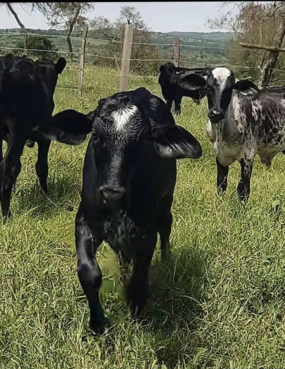 StevenTan22595's tweet photo. What are the best characteristics of Girolando breed https://t.co/d7migQxdzH