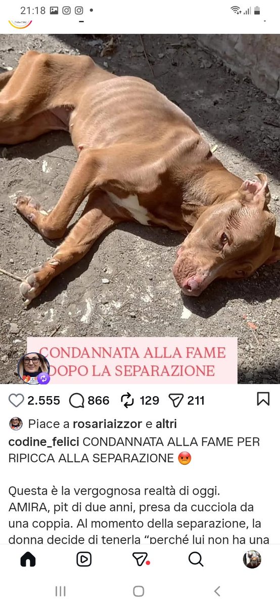 antonietta meta🇮🇹 tweet media