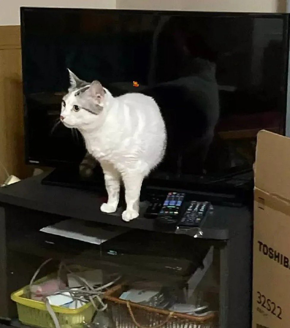 gatos fazendo gatices tweet media
