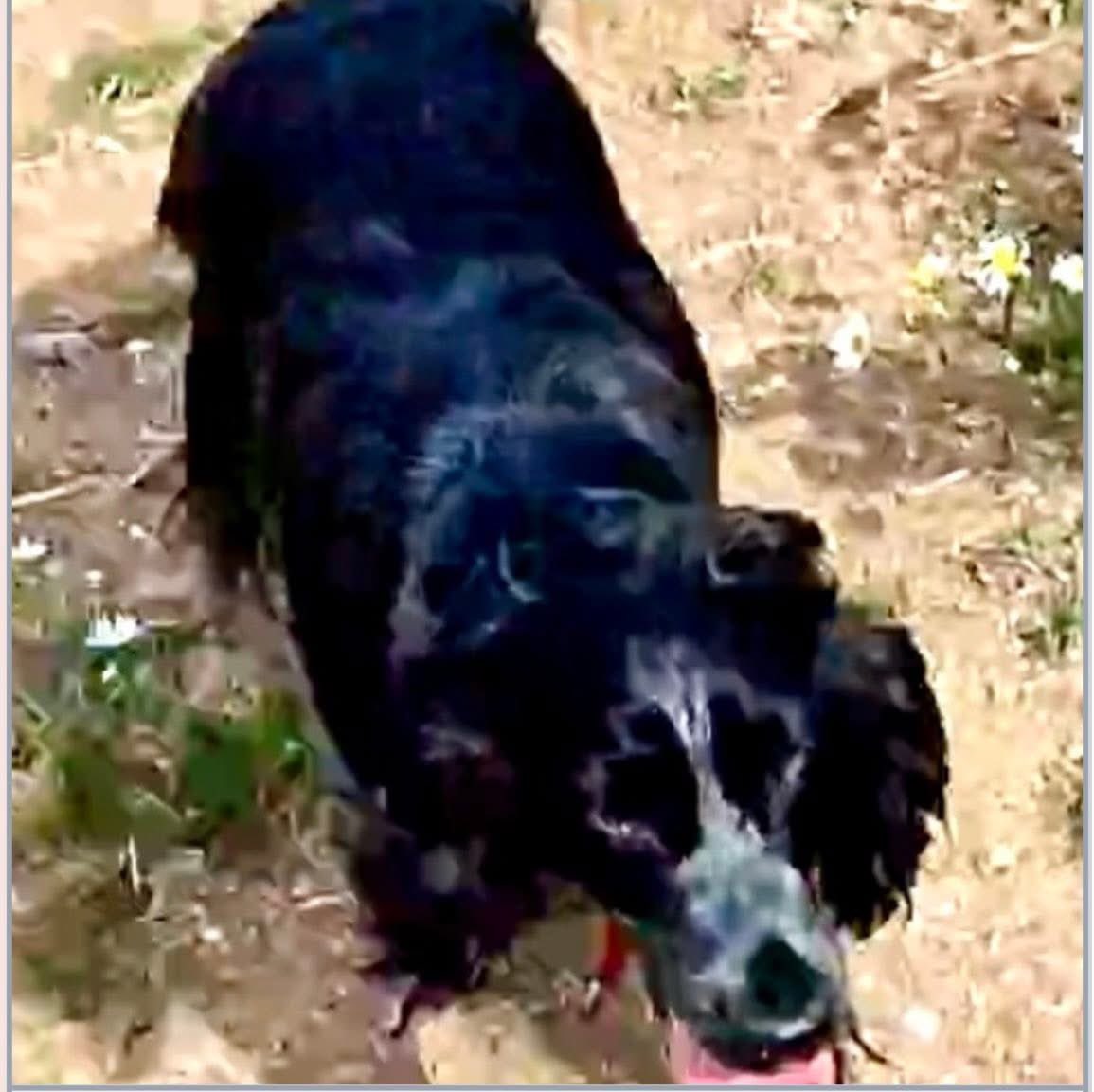 rosieDoc2's tweet photo. #StolenDoghour 
DAISY with a WHITE TAIL missing #SG2 3/5/26
missing in woods on walk 
Female adult Cocker Spaniel 
Black/white tail CHIPPED 
LONG MEADOW 
#Stevenage #Hertfordshire SG2 
(Lives in St Albans AL4 ) 
https://t.co/v9tQa7Qezh
@StevenageBC @stevenagenews @StAlbansNews https://t.co/dIXv79Hk5E