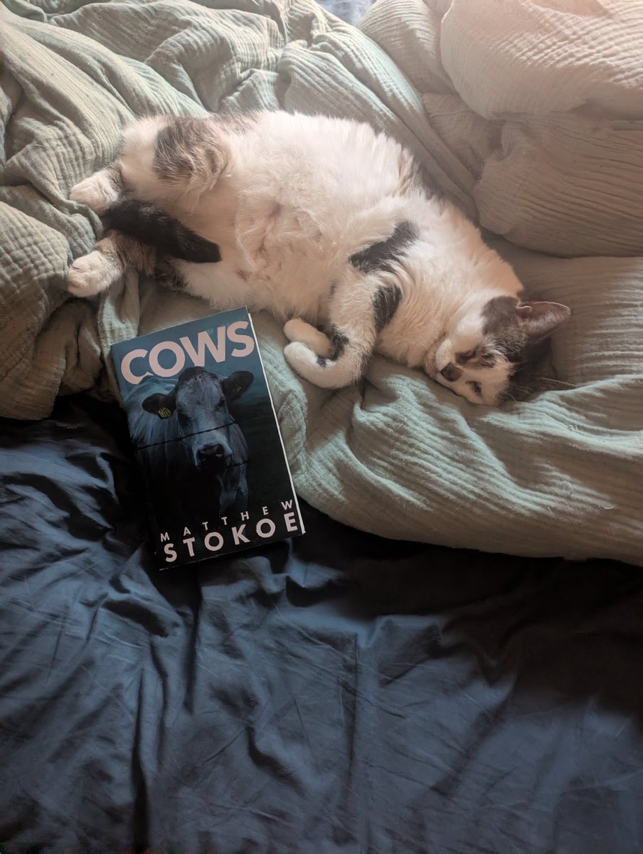 CourtneyButton2's tweet photo. I'm #CurrentlyReading Cows by Matthew Stokoe. Above it is a cat, not a cow. https://t.co/nvI6Iwwl37