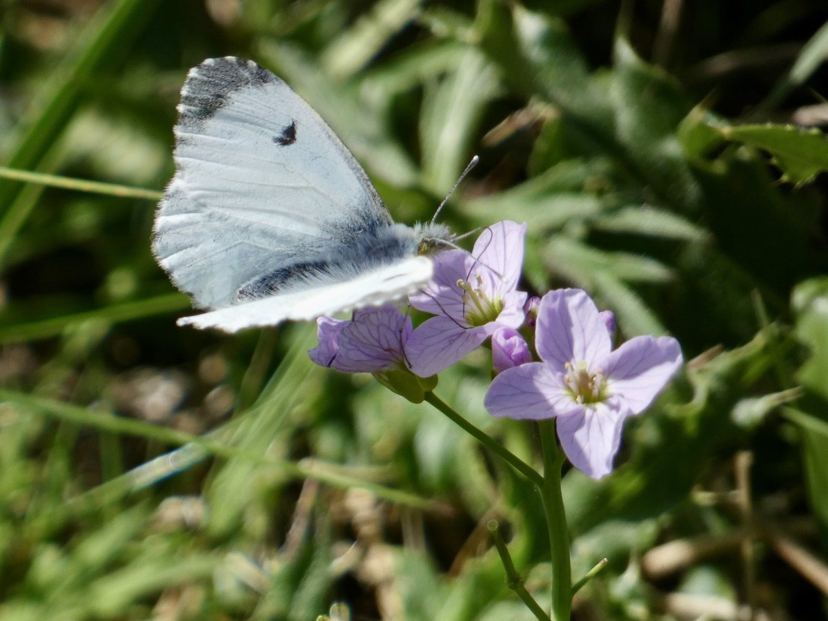Chris4Patches's tweet photo. 35 butterflies of 12 species on the recording transects @BibbeysWildFarm today:
10 Peacock
5 Painted Lady (sig. visible migration) 
4 Green-veined White
4 Orange Tip
3 Small Copper
2 Small Tortoiseshell 
2 Small White
Holly Blue
Common Blue
Red Admiral
Comma
Speckled Wood https://t.co/nMUrhPYT0J