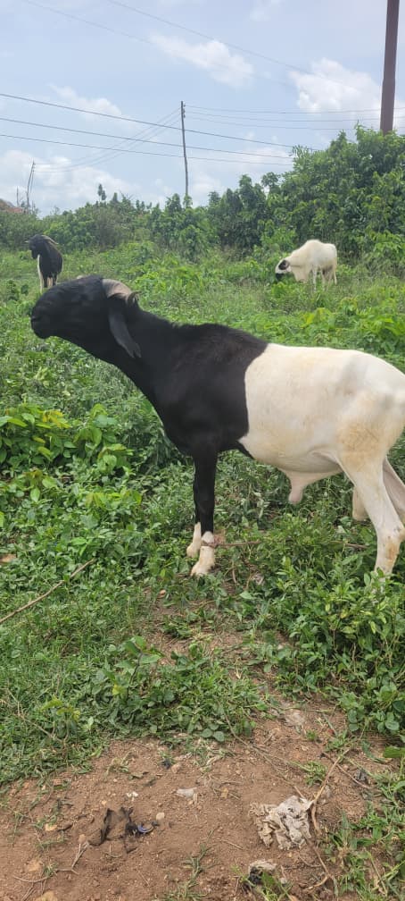 CryptoVicVan's tweet photo. @binadam61 PREMIUM QUALITY RAMS EVEN KUNLE CAN AFFORD 

✅ Big body
✅ Healthy and active
✅ Fine horns
✅ Well-fed
✅ Attention magnet for your compound 😭

Your neighbors go know say celebration land this year 😂🐏

📞 WhatsApp/Call: +2348151105791 https://t.co/KDPAHD95UE