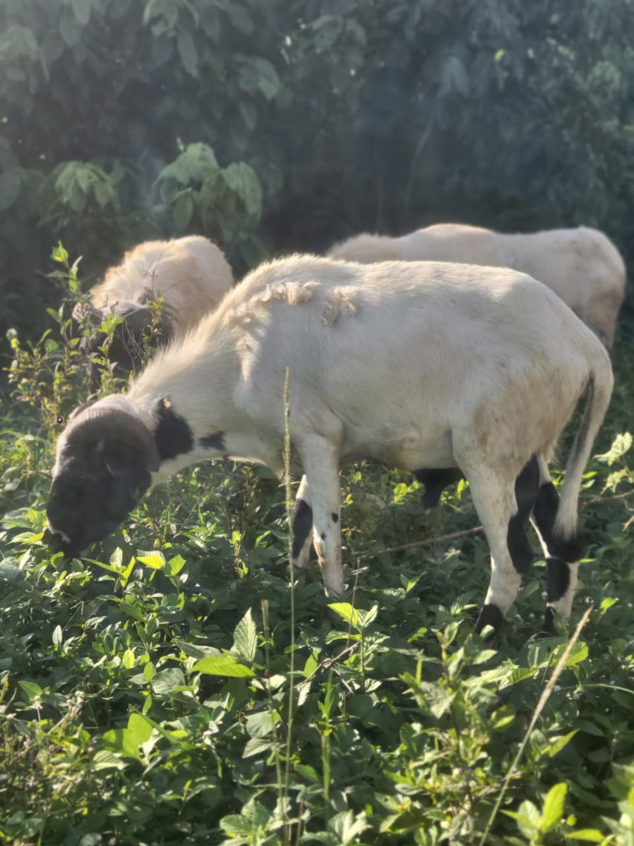 CryptoVicVan's tweet photo. @binadam61 PREMIUM QUALITY RAMS EVEN KUNLE CAN AFFORD 

✅ Big body
✅ Healthy and active
✅ Fine horns
✅ Well-fed
✅ Attention magnet for your compound 😭

Your neighbors go know say celebration land this year 😂🐏

📞 WhatsApp/Call: +2348151105791 https://t.co/KDPAHD95UE