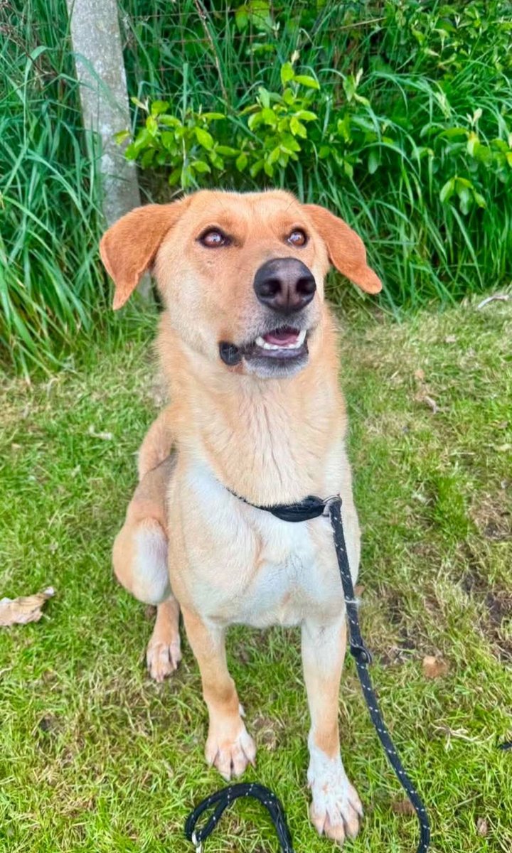 Rescue dogs for rehoming tweet media