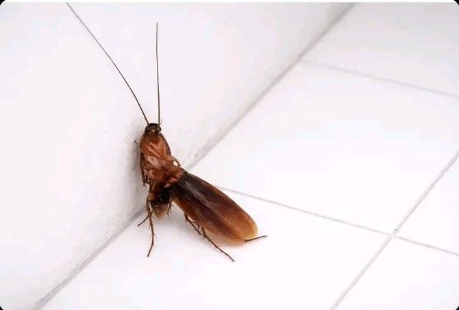 jh6811862160951's tweet photo. Suck me fast before the bring the insect killer 😂 https://t.co/tbw062CitR