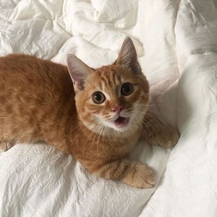 how did louis as cat get here tweet media
