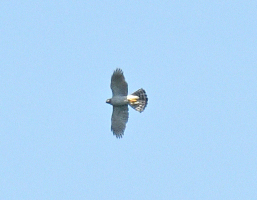 JoKingDevon's tweet photo. Consolation for spending 4 hours in the heat hoping to see a Honey Buzzard - a distant #Goshawk #NorthNorfolk https://t.co/6m4w5rAKLU
