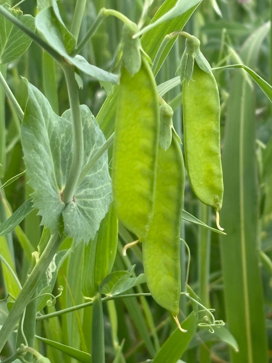 LaurasMerc's tweet photo. At the Mercantile, we embrace the beauty of regenerative farming with a lush mix of winter peas and spring oats. Rather than relying on industrial natural -gas produced fertilizers, these plants are hard at work capturing nitrogen from the air and banking it underground for our crops to use this summer. The oats add organic matter to the soil. #RegenerativeAgriculture#OrganicFarming#NatureHeals