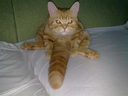 Nekomancer tweet media