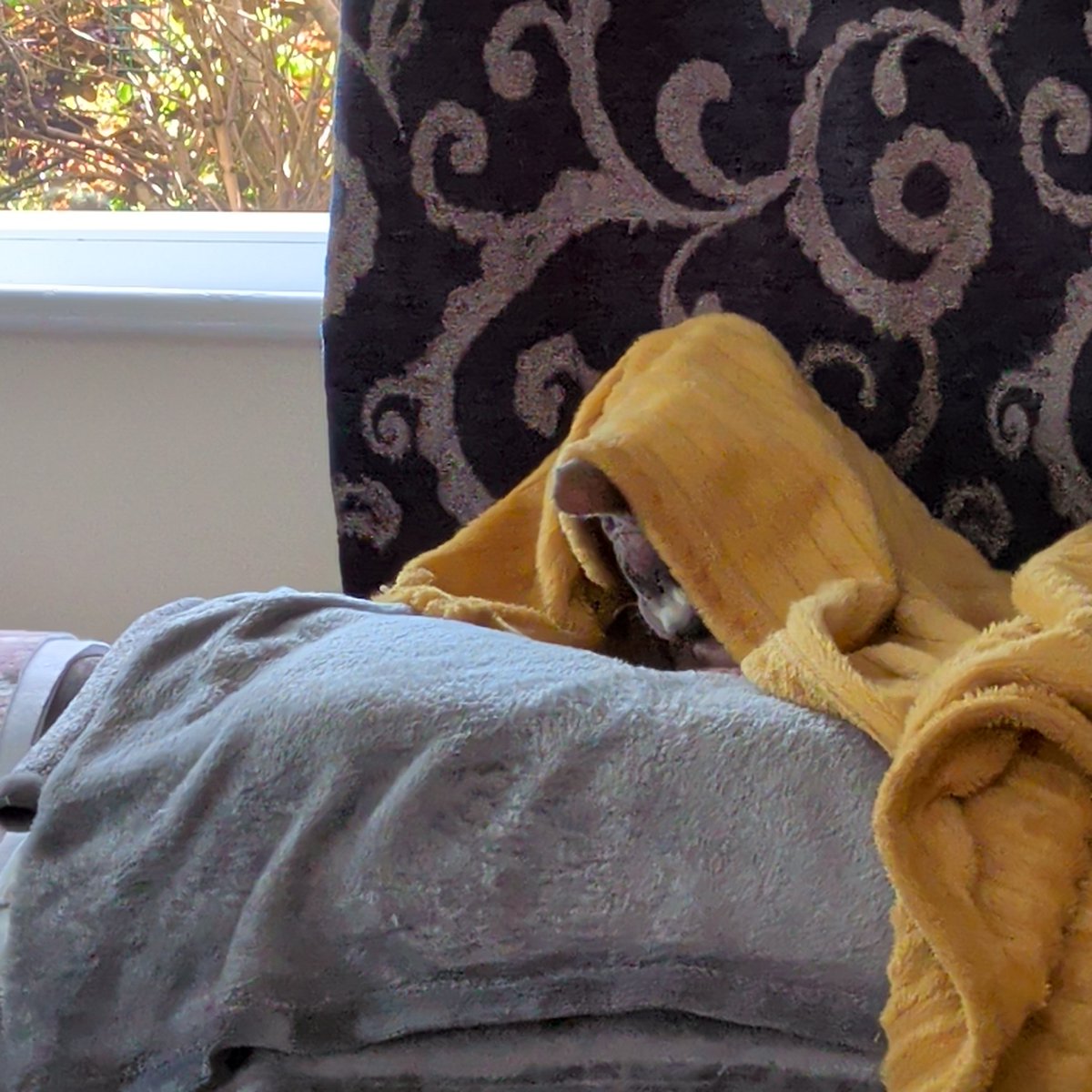 zil75's tweet photo. @PickliciousF My sphynx cat Bert is currently under a fleece, with his electric heat blanket on and it's 31° !! 🥵🥵 https://t.co/ljqPqUFvDe