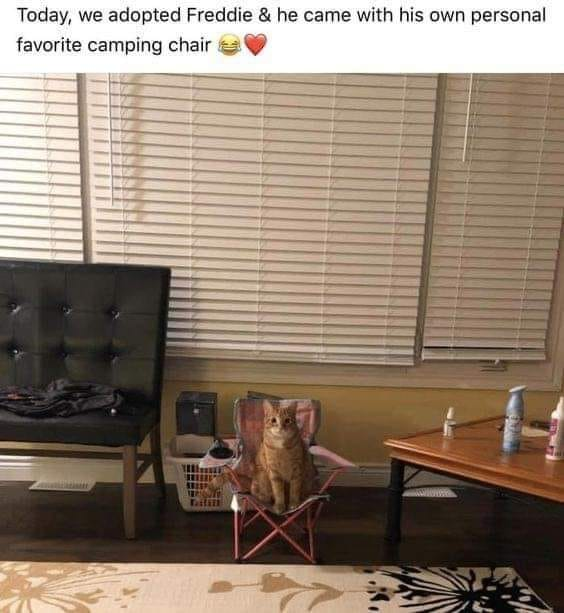 WholesomeMeme's tweet photo. https://t.co/ndltjIibR4