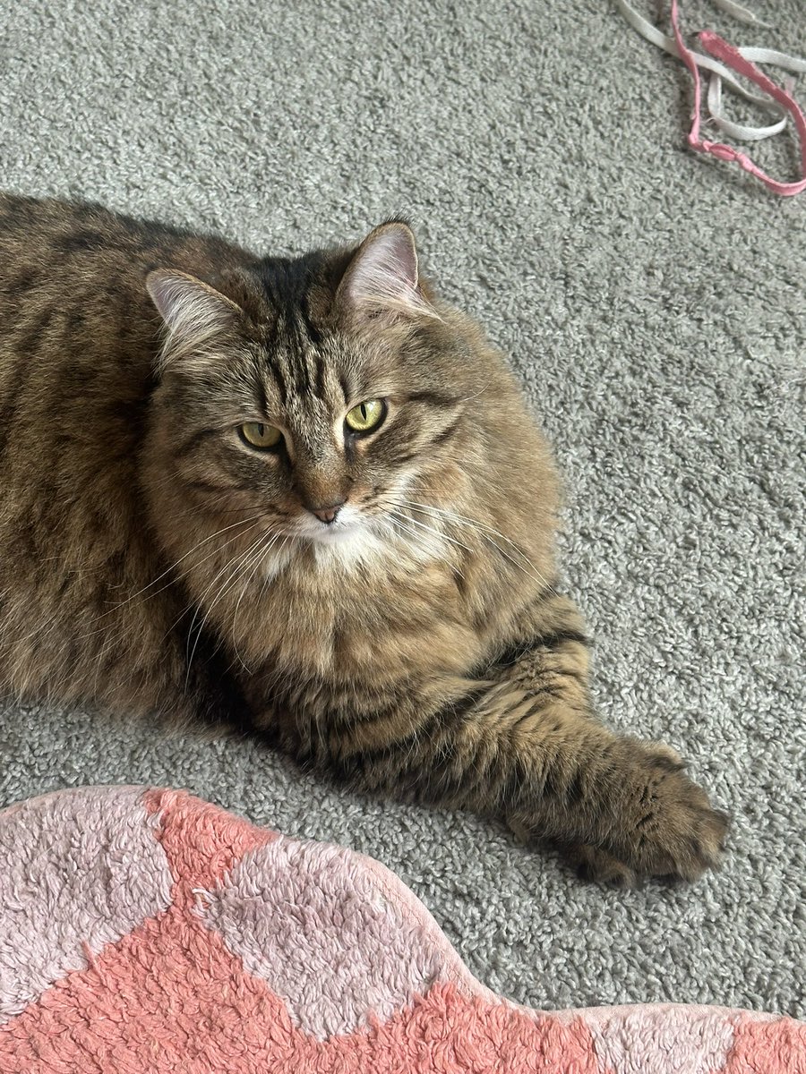 crowcuta's tweet photo. why do u cross ur paws… what business do u have doing that https://t.co/UymTFiCwAe