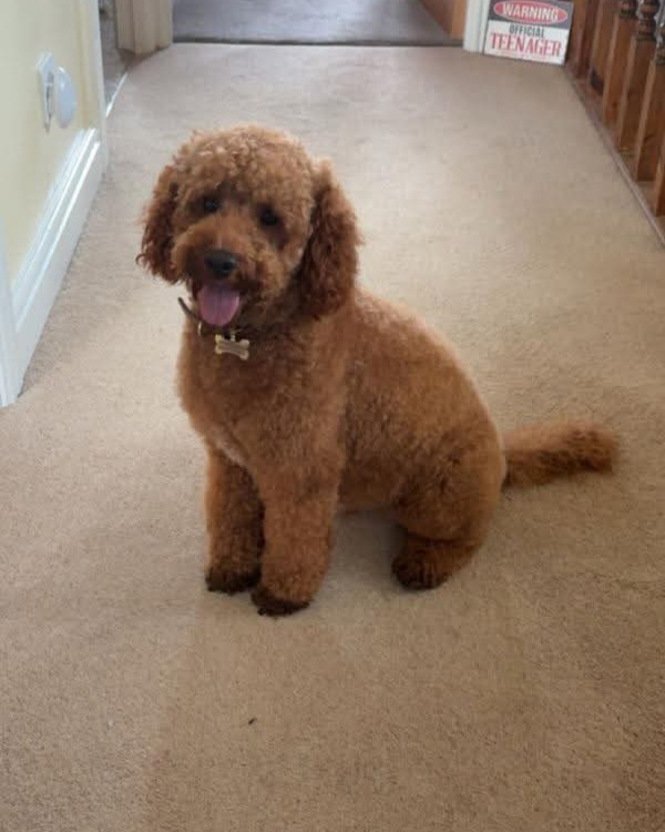 millypod1's tweet photo. ๐23 MAY 2026 #Lost Teddy #ScanMe
YOUNG Red/Brown Maltipoo Male
Shelbourne Close #Tividale #Oldbury #WestMidlands #B69
https://t.co/MH7ZY1ZX8k https://t.co/Je8FsoMRdu