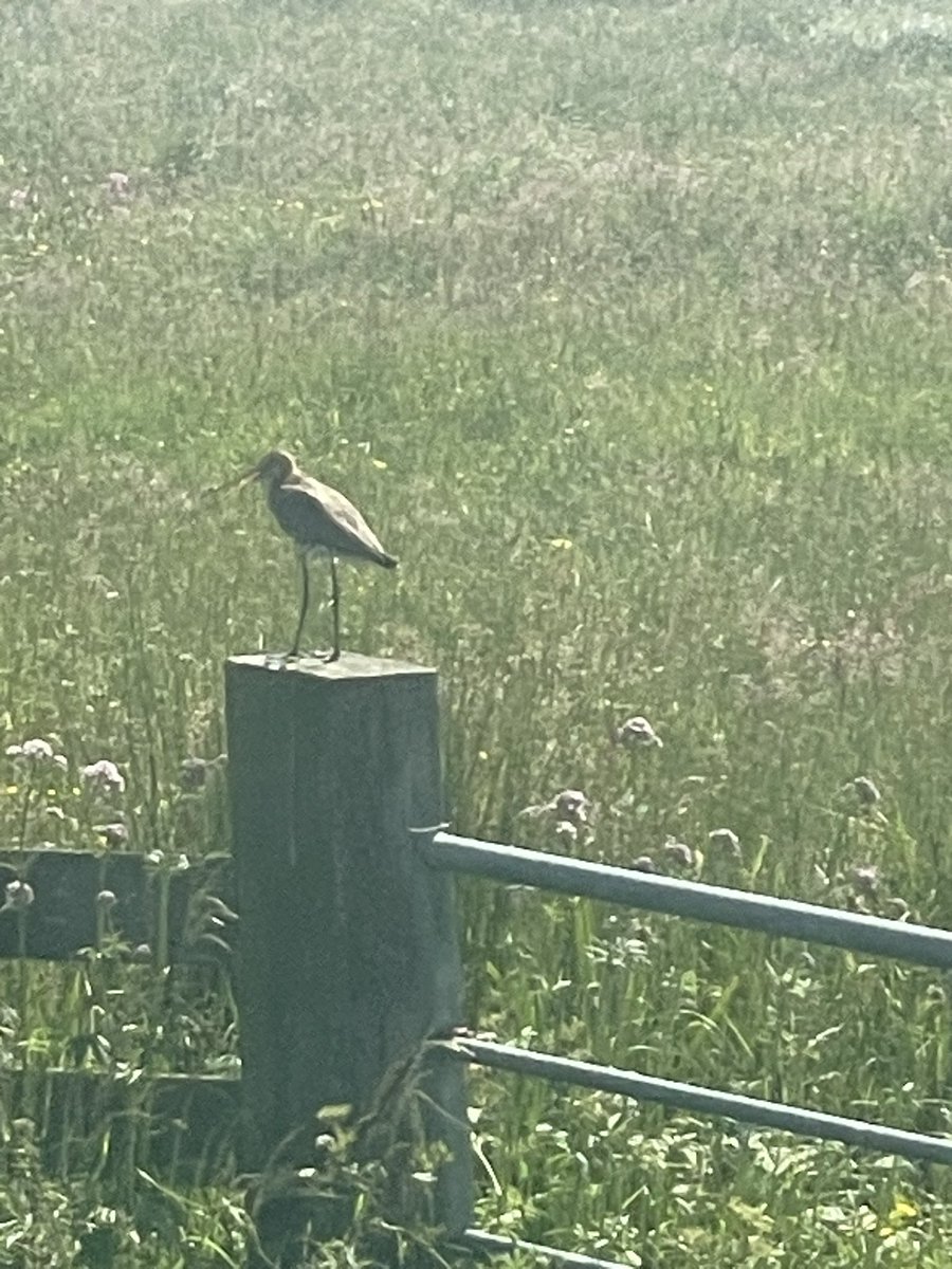 KoppenolC's tweet photo. De Donkse Laagten en de grutto in de Alblasserwaard #DeDonkseLaagten #DeGrutto #Alblasserwaard https://t.co/YfK02Em1j0