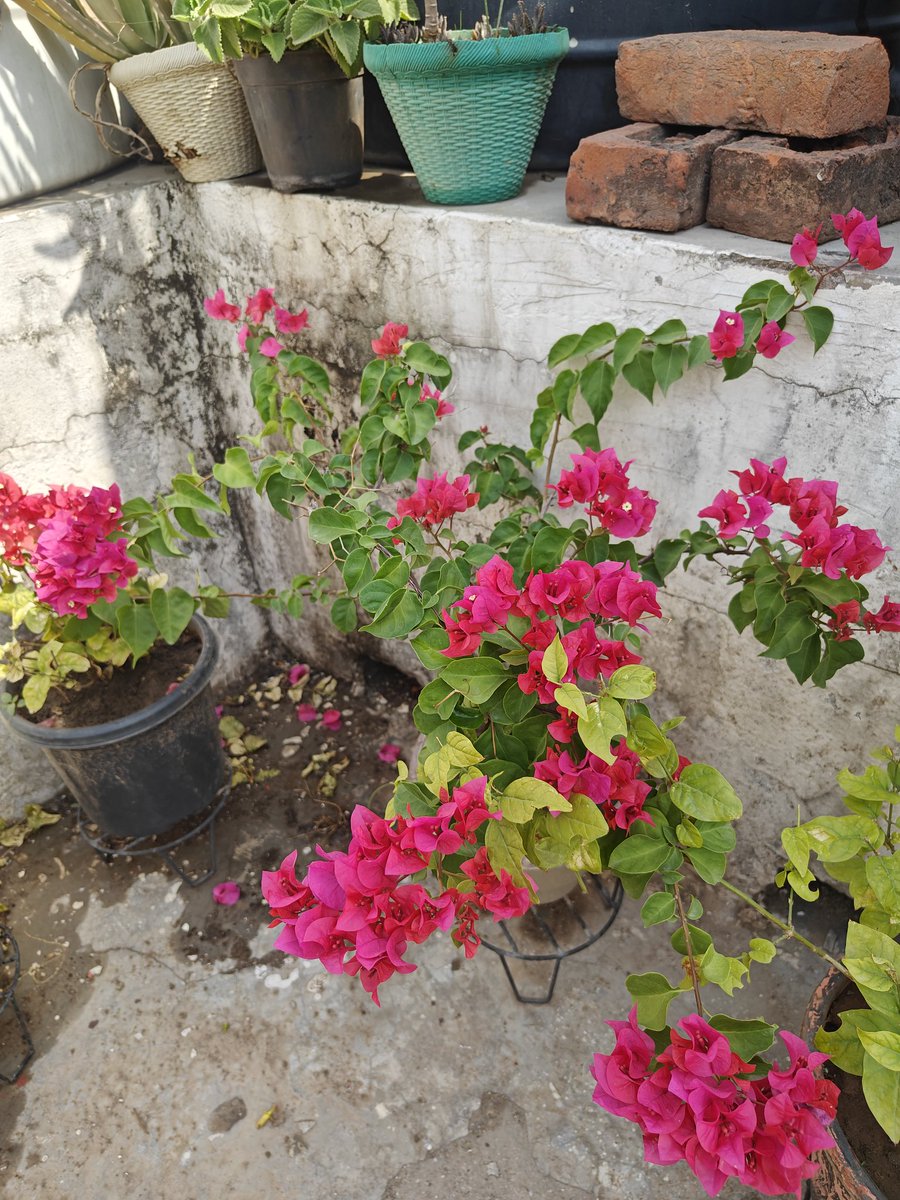 Kimsubh's tweet photo. Vibrant hues of Bougainvillia in my terrace garden https://t.co/TzRF4vGVr3