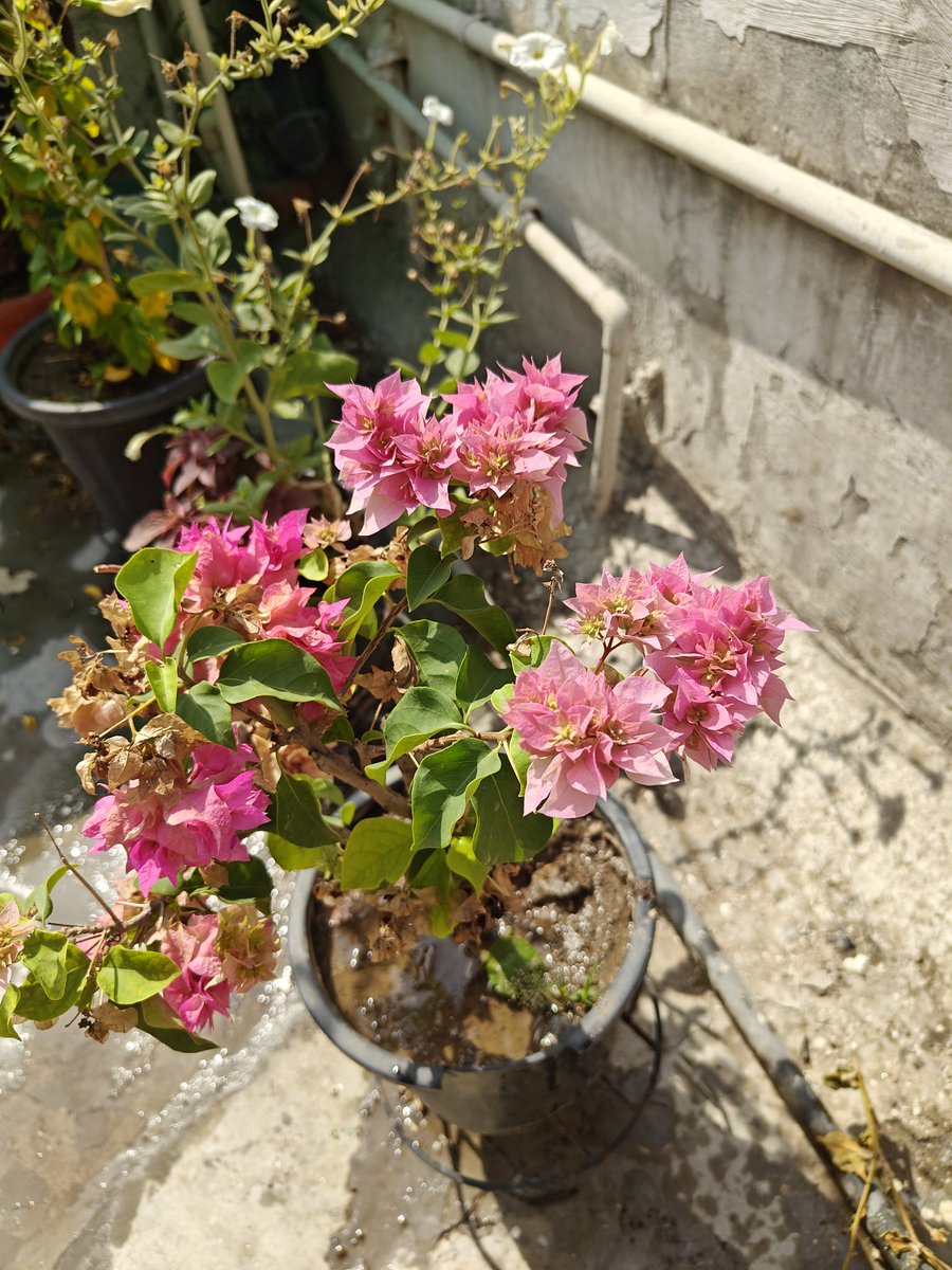 Kimsubh's tweet photo. Vibrant hues of Bougainvillia in my terrace garden https://t.co/TzRF4vGVr3