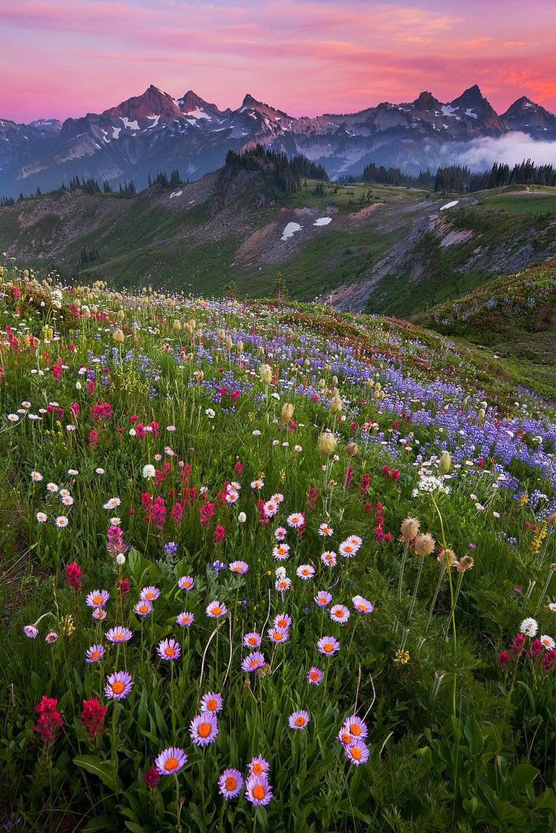artindetails's tweet photo. in a field of flowers https://t.co/tUUhpgX2Eg