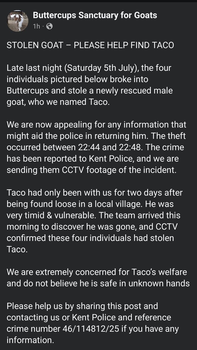 team_greenacres's tweet photo. 🐐 Please share to #findtaco #stolen #rescue #goat #kent
Who are these individuals that stole Taco from @ButtercupsGoats on 5th July 2025?
Taco had been recently rescued & was only resident at the sanctuary for 2 days before he was stolen. He is very timid & vulnerable
If you have information please contact the sanctuary direct or call Kent Police quoting ref:
CRN 46/114812
#teamgreenacres #stolendoghour #rehomehour #stolen #missing #findtaco #goats