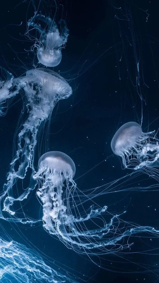 artindetails's tweet photo. glowing jellyfish https://t.co/H0jaHrZyKh